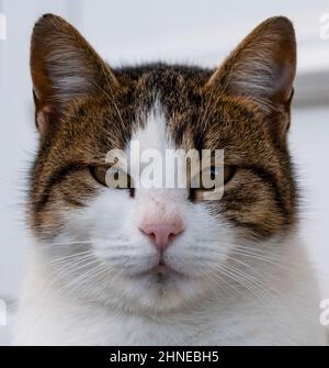 Beautiful and relaxed domestic cat portrait on white background Stock Photo