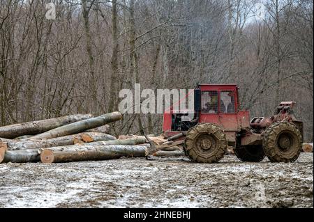 Skidder LKT 81 TURBO pushing the logs in a wood storage in te forest. Bieszczady Mountains, Carpathians, Poland. Stock Photo
