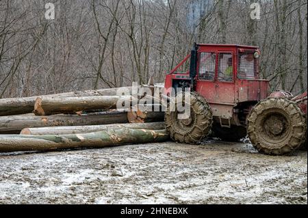 Skidder LKT 81 TURBO pushing the logs in a wood storage in te forest. Bieszczady Mountains, Carpathians, Poland. Stock Photo