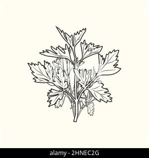 Parsley ink sketch isolated. Monochrome food ingredient. Vintage hand drawn engraved style. Vector illustration Stock Vector
