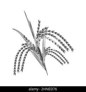 Hand drawn rice grain isolated on white background. Rice ear engraving vintage style. Vector illustration Stock Vector