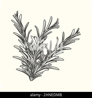 Rosemary herb branch ink sketch isolated. Monochrome food ingredient. Vintage hand drawn engraved style. Vector illustration Stock Vector