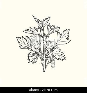 Parsley ink sketch isolated. Monochrome food ingredient. Vintage hand drawn engraved style. Vector illustration Stock Vector