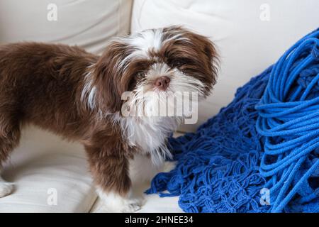 98 days old Shih tzu puppy on the sofa and facing the camera. Stock Photo