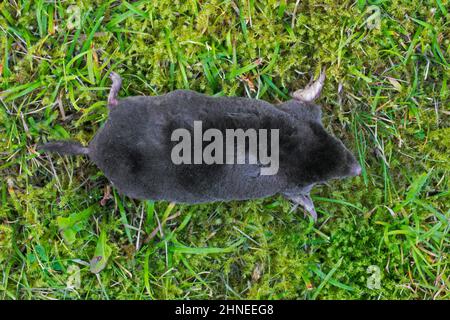 Top view over European mole / common mole (Talpa europaea) lying on the ground in grassland with moss Stock Photo