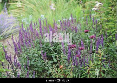 Very-dark purple allium (Allium atropurpureum) and deep violet balkan clary (Salvia nemorosa) Caradonna bloom in a flower border in a garden in June Stock Photo