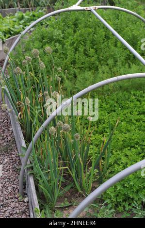Onion (Allium cepa) and parsley (Petroselinum crispum) grow in a vegetable garden in July Stock Photo