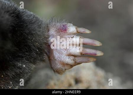 European mole / common mole (Talpa europaea) close-up of powerful forelimb / forepaw with large paw adapted for digging Stock Photo