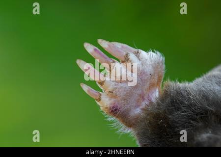 European mole / common mole (Talpa europaea) close-up of powerful forelimb / forepaw with large paw adapted for digging Stock Photo
