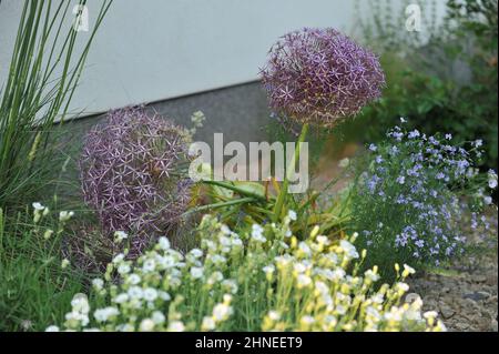 Persian onion or star of Persia (Allium cristophii) and blue flax (Linum perenne) bloom in a gravel garden im June Stock Photo