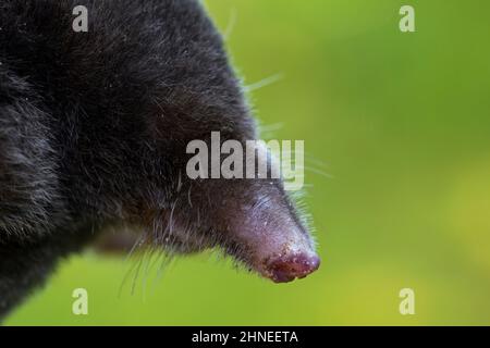 European mole / common mole (Talpa europaea) close-up portrait of head with hidden eyes showing nose and whiskers Stock Photo
