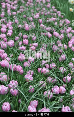 Lilac-pink peony-flowered Double Late tulips (Tulipa) Katinka bloom in ...