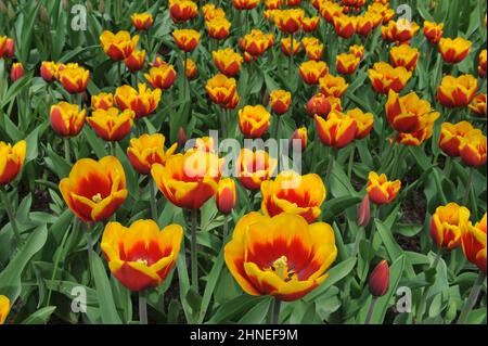 Red and yellow Triumph tulips (Tulipa) Kees Nelis bloom in a garden in April Stock Photo
