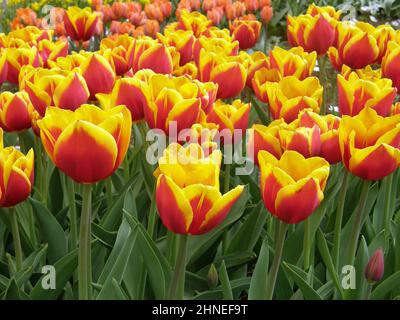 Red and yellow Triumph tulips (Tulipa) Kees Nelis bloom in a garden in April Stock Photo