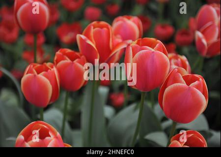 Red with white edge Darwin Hybrid tulips (Tulipa) Kimberley bloom in a garden in April Stock Photo