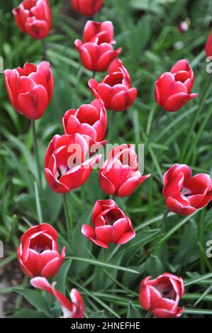 Tulip 'Kung Fu' in bloom in a garden ... Tulip 'Kung Fu' in bloom in a garden ...