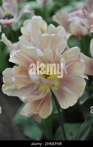 Bronze apricot Double Early tulips (Tulipa) La Belle Epoque bloom in a garden in April Stock Photo