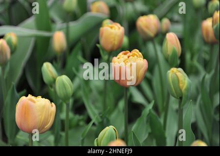 Bronze apricot Double Early tulips (Tulipa) La Belle Epoque bloom in a garden in April Stock Photo