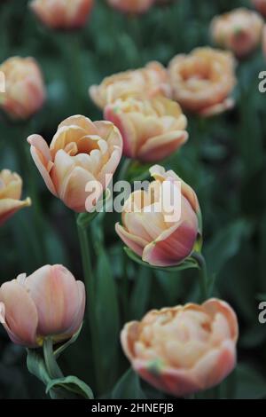 Bronze apricot Double Early tulips (Tulipa) La Belle Epoque bloom in a garden in April Stock Photo