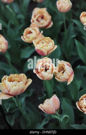 Bronze apricot Double Early tulips (Tulipa) La Belle Epoque bloom in a garden in April Stock Photo