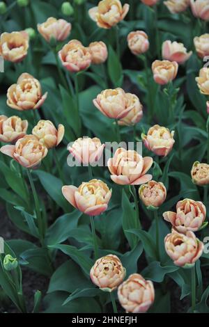 Bronze apricot Double Early tulips (Tulipa) La Belle Epoque bloom in a garden in April Stock Photo