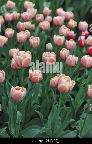 Bronze apricot Double Early tulips (Tulipa) La Belle Epoque bloom in a garden in April Stock Photo