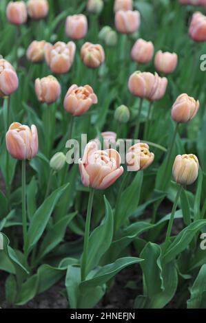 Bronze apricot Double Early tulips (Tulipa) La Belle Epoque bloom in a garden in April Stock Photo