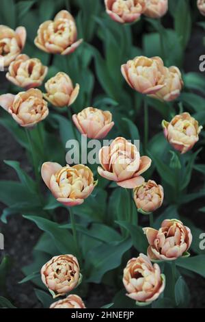 Bronze apricot Double Early tulips (Tulipa) La Belle Epoque bloom in a garden in April Stock Photo