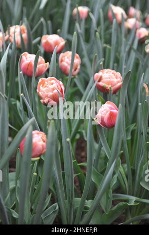 Bronze apricot Double Early tulips (Tulipa) La Belle Epoque bloom in a garden in April Stock Photo