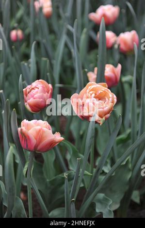 Bronze apricot Double Early tulips (Tulipa) La Belle Epoque bloom in a garden in April Stock Photo