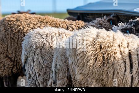 View of rear end and fleece of male Shetland sheep eating hay from trough, East Lothian, Scotland, UK Stock Photo