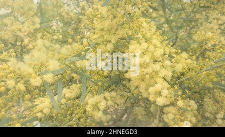 Close-up of yellow flowers on a flowering wattle tree, Australia Stock Photo