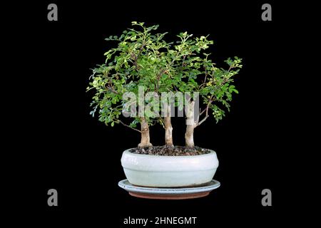 Zanthoxylum piperitum bonsai forest, the tiny chinese  pepper tree planted in a ceramic pot, isolation over dark background Stock Photo