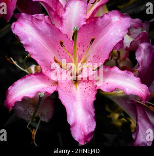 Lilium Joséphine Stock Photo