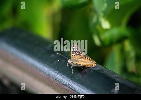Hackberry emperior butterfly resting on a railing. Found in Taylors Falls, Minnesota USA. Stock Photo