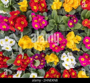Multicolor garden primula flowers, top view. Primrose primula vulgaris blossom. Vivid flowerscape flat lay Stock Photo