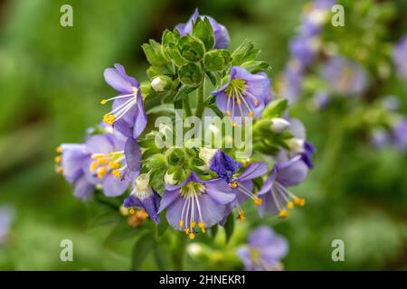 Closeup of jacob's ladder flower blooming in the spring in a garden in Taylors Falls, Minnesota USA. Stock Photo