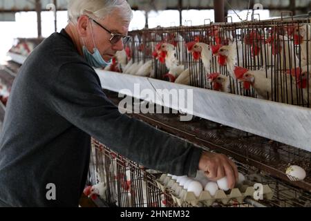 Kiryat Malakhi. 15th Feb, 2022. An Israeli agriculturist collects eggs from White Leghorn egg-laying chickens in cages in their hen house at Arugot village near Israeli city of Kiryat Malakhi on Feb. 15, 2022. Israel's Ministry of Agriculture and Rural Development on Monday announced new regulations regarding the use of hen cages in the egg industry. The regulations stipulate that from now on every new hen coop must be without cages, and from June 2029, any use of cage coops in the country will be banned. Credit: Gil Cohen Magen/Xinhua/Alamy Live News Stock Photo