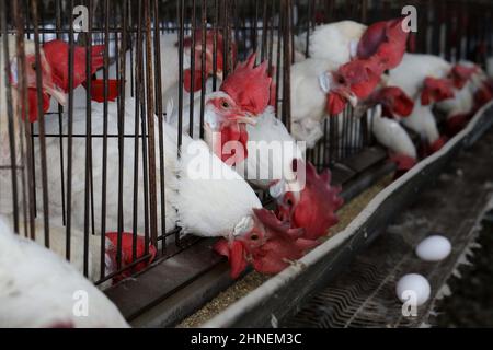 Kiryat Malakhi. 15th Feb, 2022. White Leghorn egg-laying chickens are seen in cages in their hen house at Arugot village near Israeli city of Kiryat Malakhi on Feb. 15, 2022. Israel's Ministry of Agriculture and Rural Development on Monday announced new regulations regarding the use of hen cages in the egg industry. The regulations stipulate that from now on every new hen coop must be without cages, and from June 2029, any use of cage coops in the country will be banned. Credit: Gil Cohen Magen/Xinhua/Alamy Live News Stock Photo