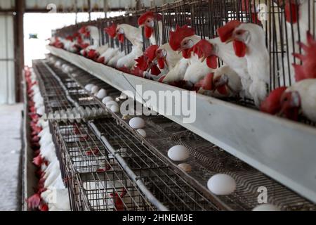 Kiryat Malakhi. 15th Feb, 2022. White Leghorn egg-laying chickens are seen in cages in their hen house at Arugot village near Israeli city of Kiryat Malakhi on Feb. 15, 2022. Israel's Ministry of Agriculture and Rural Development on Monday announced new regulations regarding the use of hen cages in the egg industry. The regulations stipulate that from now on every new hen coop must be without cages, and from June 2029, any use of cage coops in the country will be banned. Credit: Gil Cohen Magen/Xinhua/Alamy Live News Stock Photo