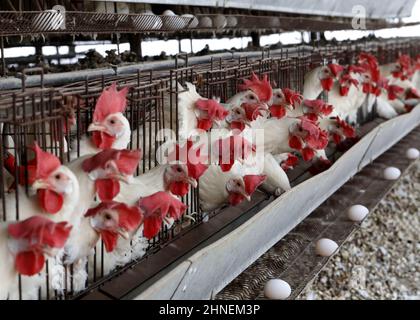 Kiryat Malakhi. 15th Feb, 2022. White Leghorn egg-laying chickens are seen in cages in their hen house at Arugot village near Israeli city of Kiryat Malakhi on Feb. 15, 2022. Israel's Ministry of Agriculture and Rural Development on Monday announced new regulations regarding the use of hen cages in the egg industry. The regulations stipulate that from now on every new hen coop must be without cages, and from June 2029, any use of cage coops in the country will be banned. Credit: Gil Cohen Magen/Xinhua/Alamy Live News Stock Photo