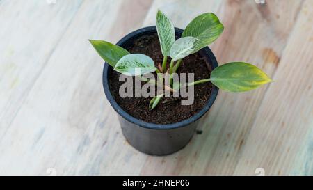 Philodendron Birkin small plant in a pot Stock Photo