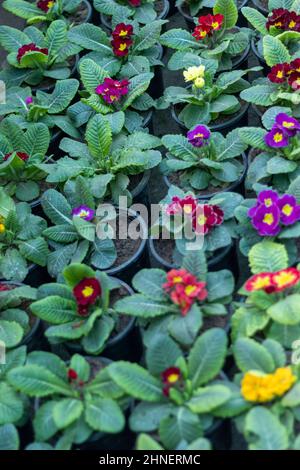 Primrose flowering plants in small pots Stock Photo