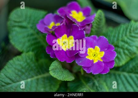 Purple primrose flowering plant closeup