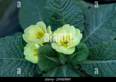 Yellow primrose flowering plant in spring Stock Photo