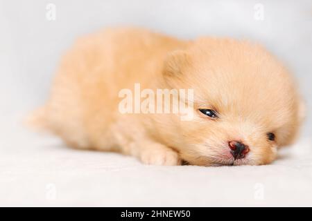 Sleepy little puppy of pomeranian  spitz breed dog of cream color