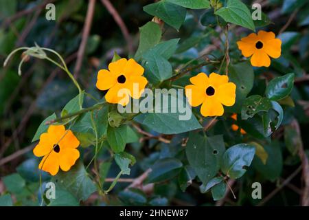 Black-eyed Susan vine flowers (Thunbergia alata) Stock Photo