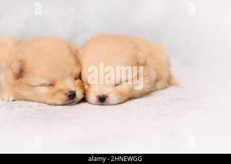 Two sweet sleeping puppies of pomeranian spitz breed dog. Front view, copy space Stock Photo