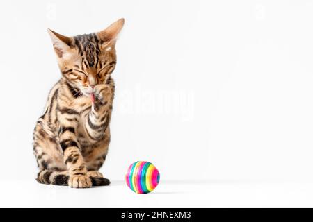 Cute little kitten of bengal cat breed washing itself with paw isolated on white background Stock Photo