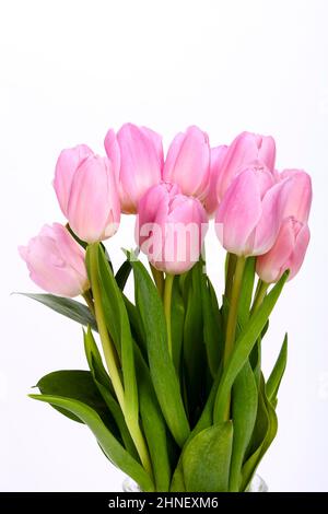 Bunch of pink tulips tulipa isolated on a white background Stock Photo